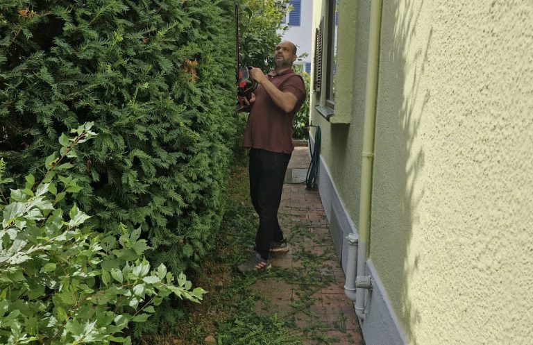 Pflege der Gartenhecke Mann arbeitet an einer dichten Hecke zwischen Gartenweg und Hauswand.